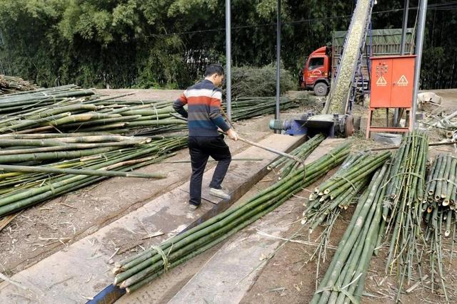 "靠竹吃竹" 四川宜宾兴文县古宋镇发展竹产业一年到头都有收益|小康
