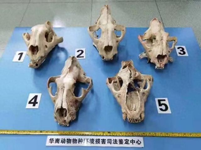 图为该案查获的四只老虎与一只狮子的颅骨.