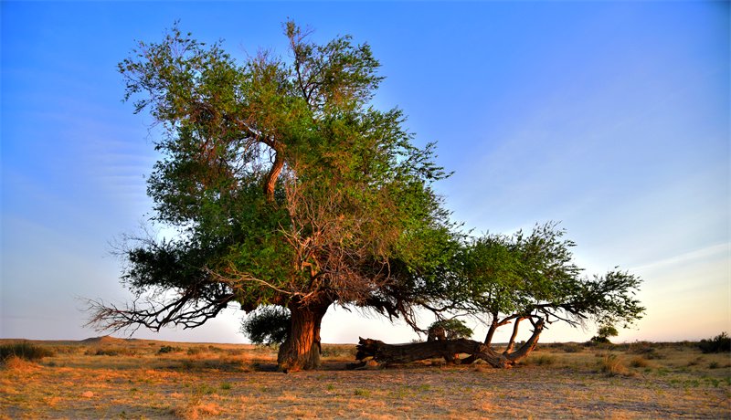 额仁淖尔苏木千年古树(巴亚尔图摄)