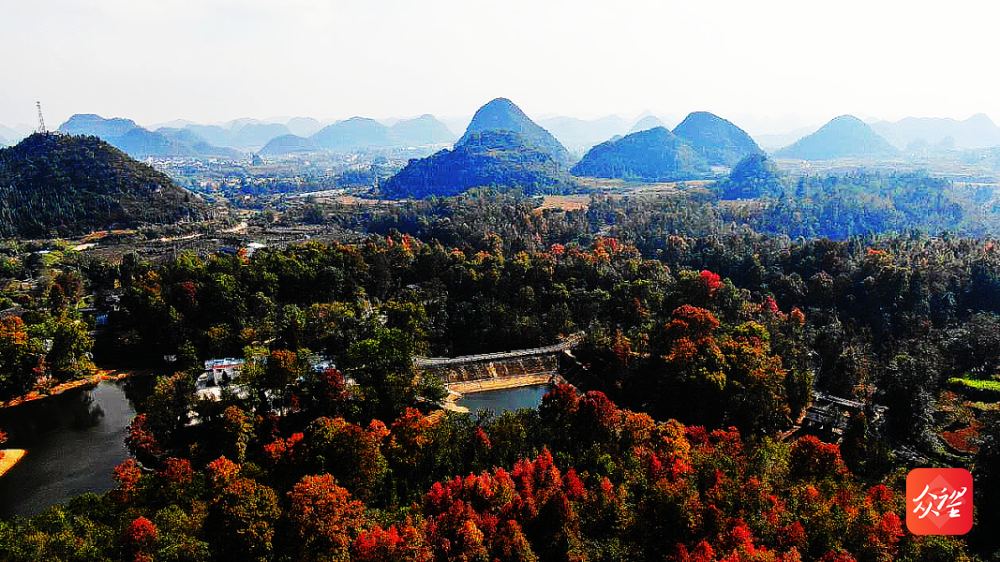 三岔河景区枫树成林