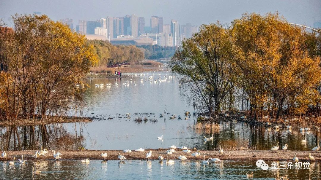 11月26日,河南省三门峡市天鹅湖国家城市湿地公园车水马龙,游人如织