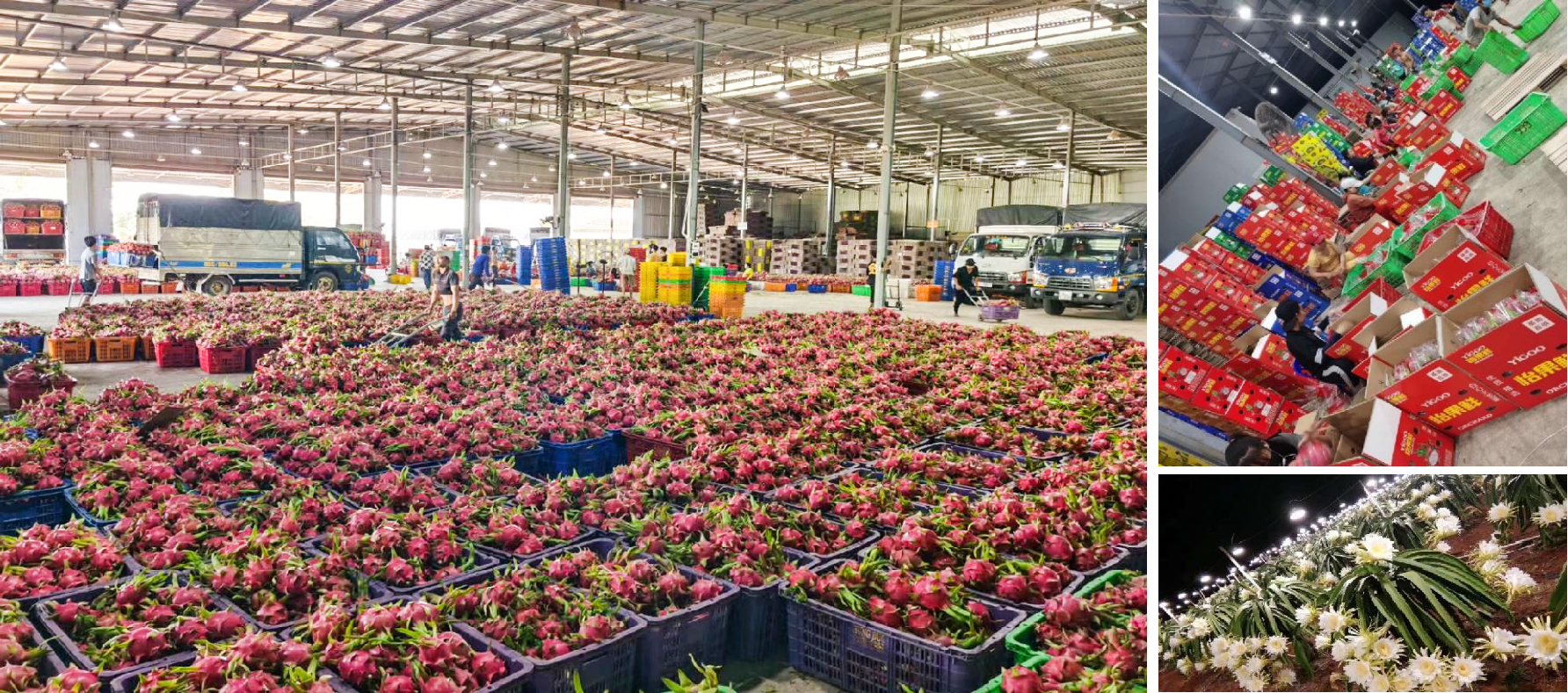 首杨水果海外直采基地