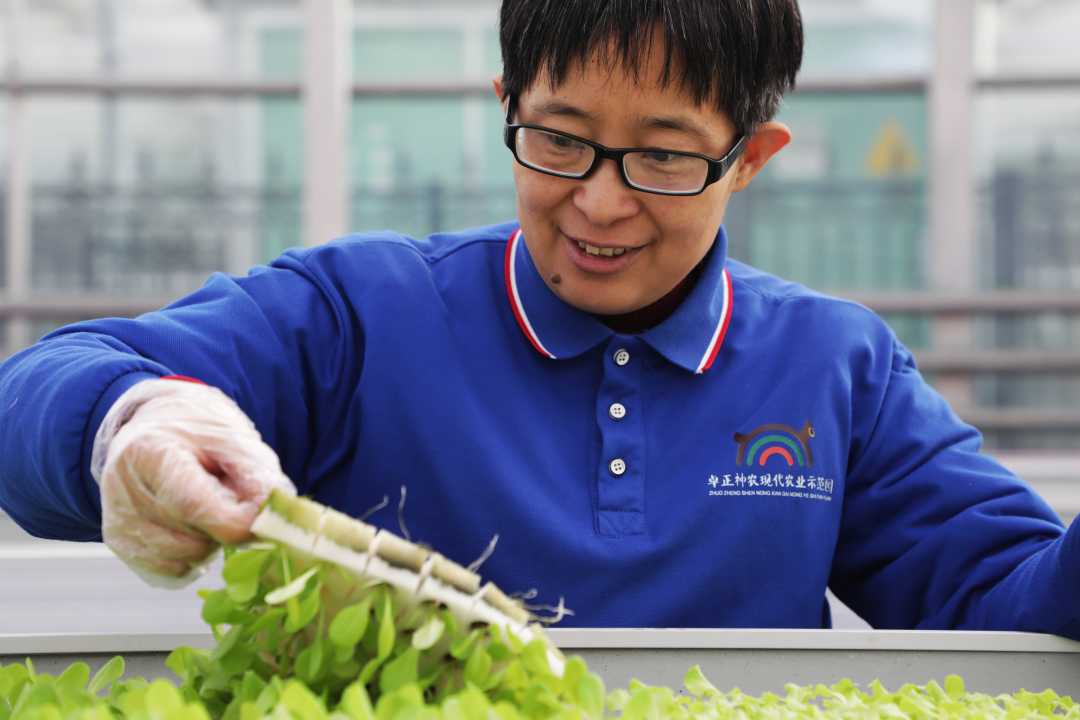 神农现代农业示范园水培蔬菜工厂,技术员在查看幼苗根系发育情况.