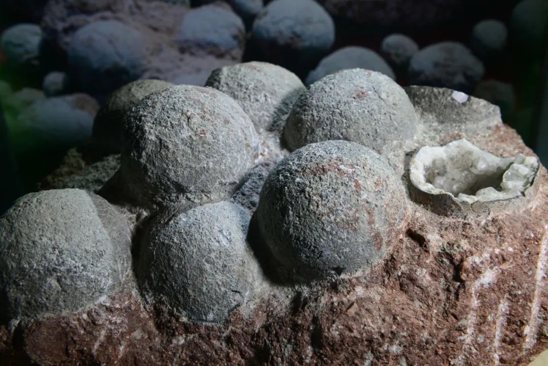 河源恐龙蛋化石