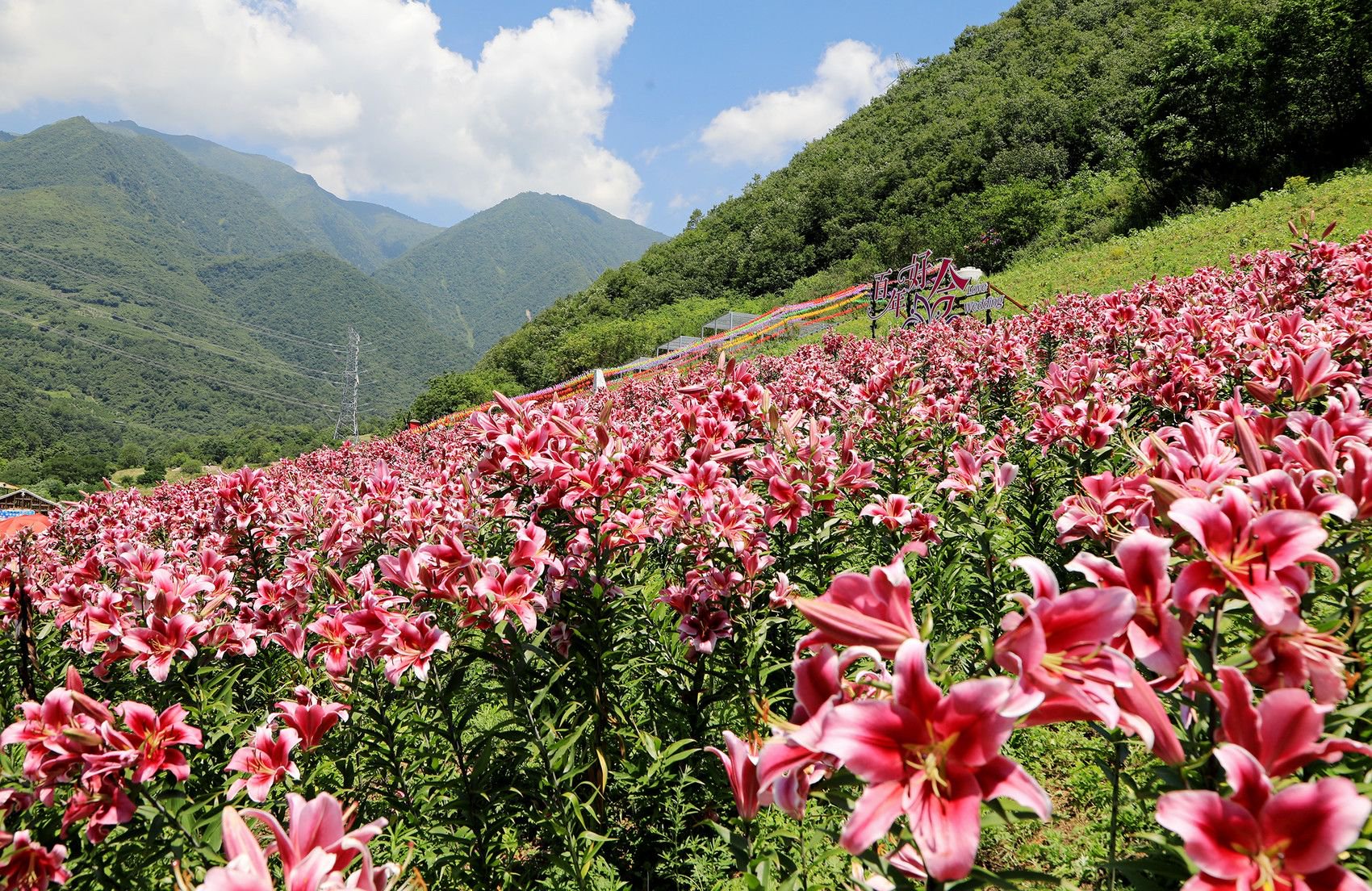 上关村百合花基地.资料图,富顺镇供图