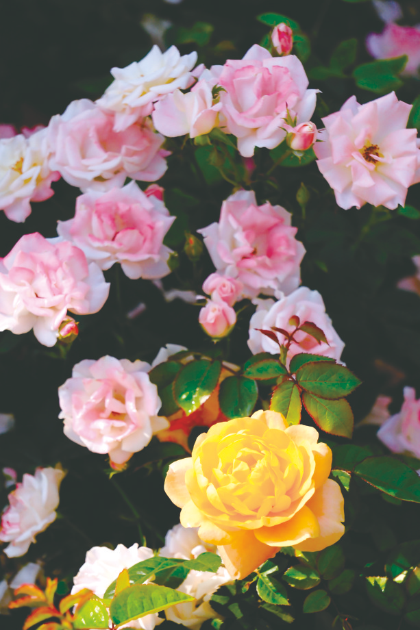 游客拍下多彩花姿    本报记者 宋延康 摄本报讯(记者凌剑伊)月季被誉