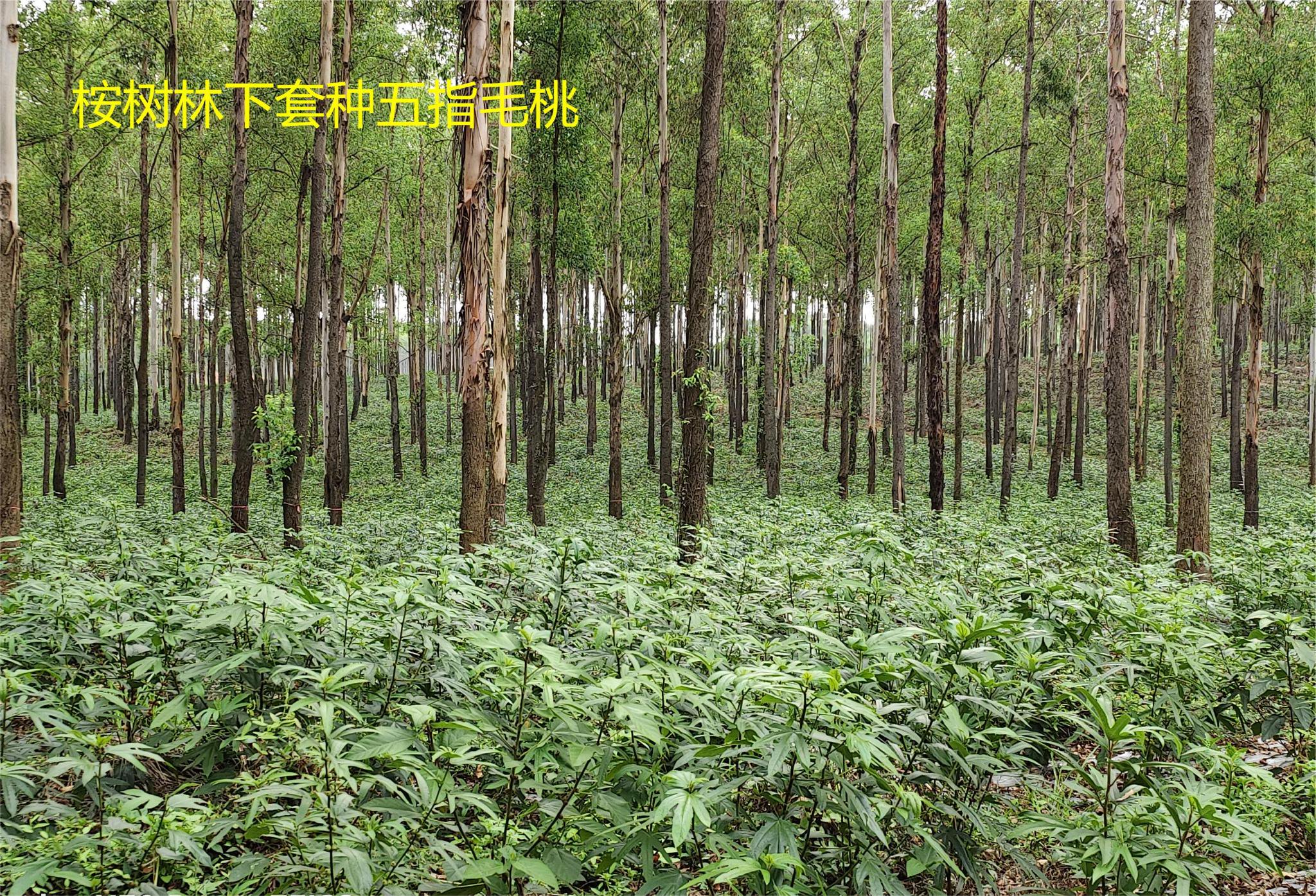 图为东门林场在桉树林下种植的五指毛桃
