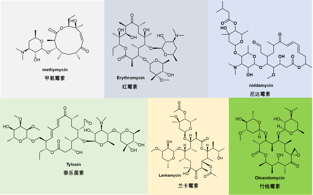 第一代大环内酯抗生素化学结构.