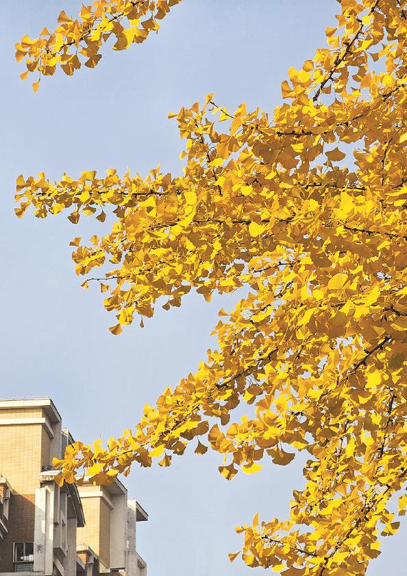 长宁区黄金城道的银杏叶子黄了,又到了黄金城道一年一度最美的季节,不