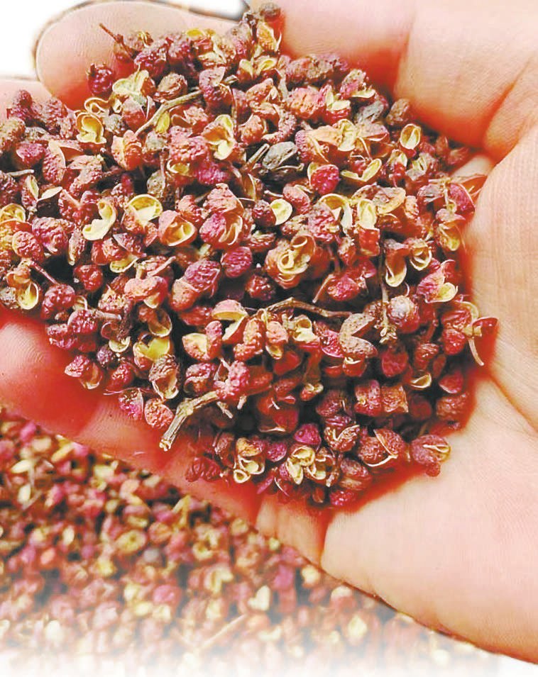 小花椒"麻"出幸福味|花椒_新浪财经_新浪网