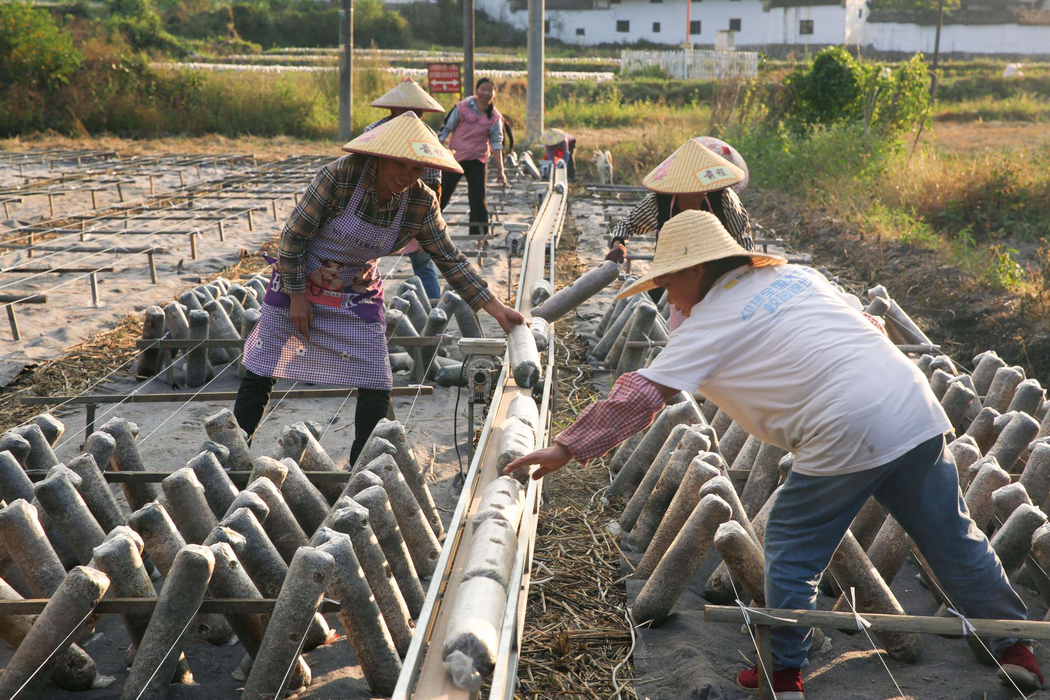 浙江省雲和縣赤石鄉麻垟村的稻耳輪作小微產業園裡,村民們在已收割的