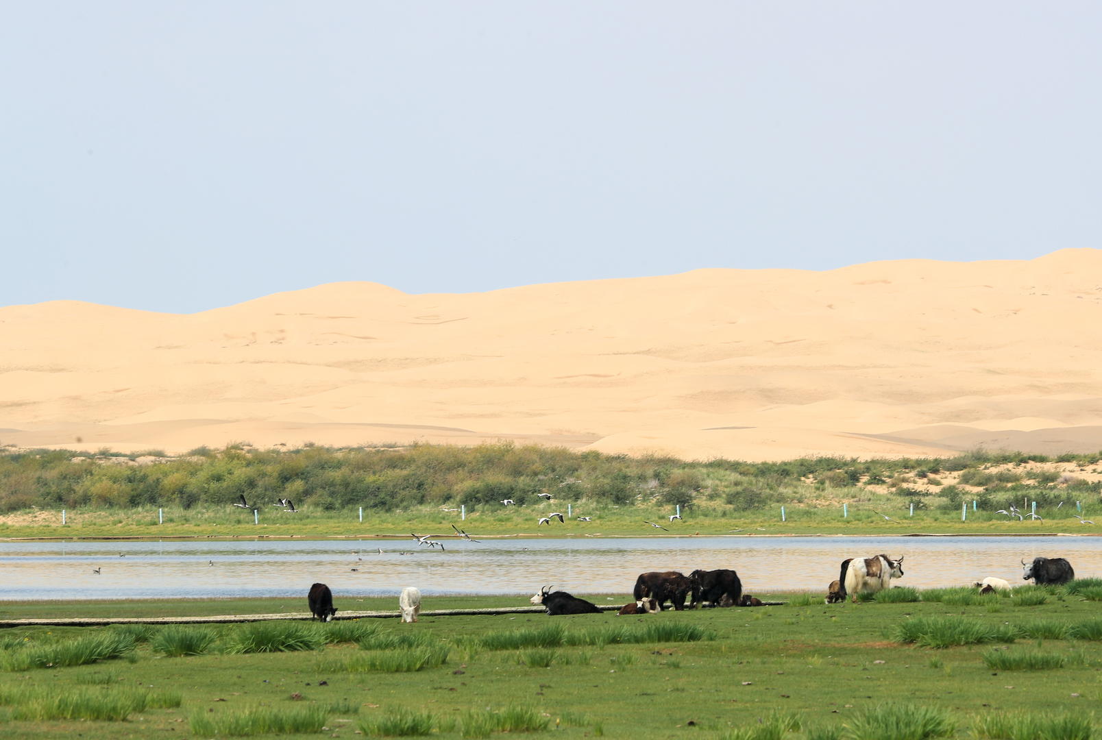 青海省海晏县,青海湖沙岛内的湿地生态良好.据icphoto