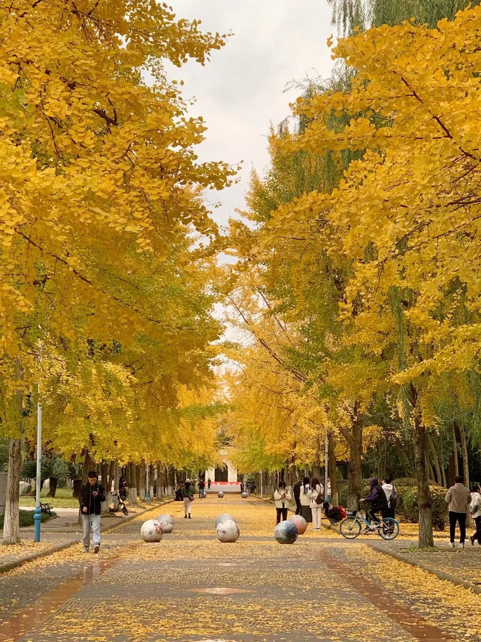 成都信息工程大学的银杏·出行tips:地址:成都信息工程大学航空港校区