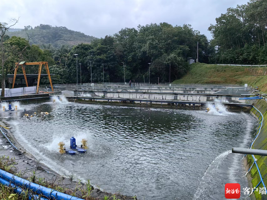 吊罗山乡淡水鲈鱼养殖示范基地.记者 任桐 摄