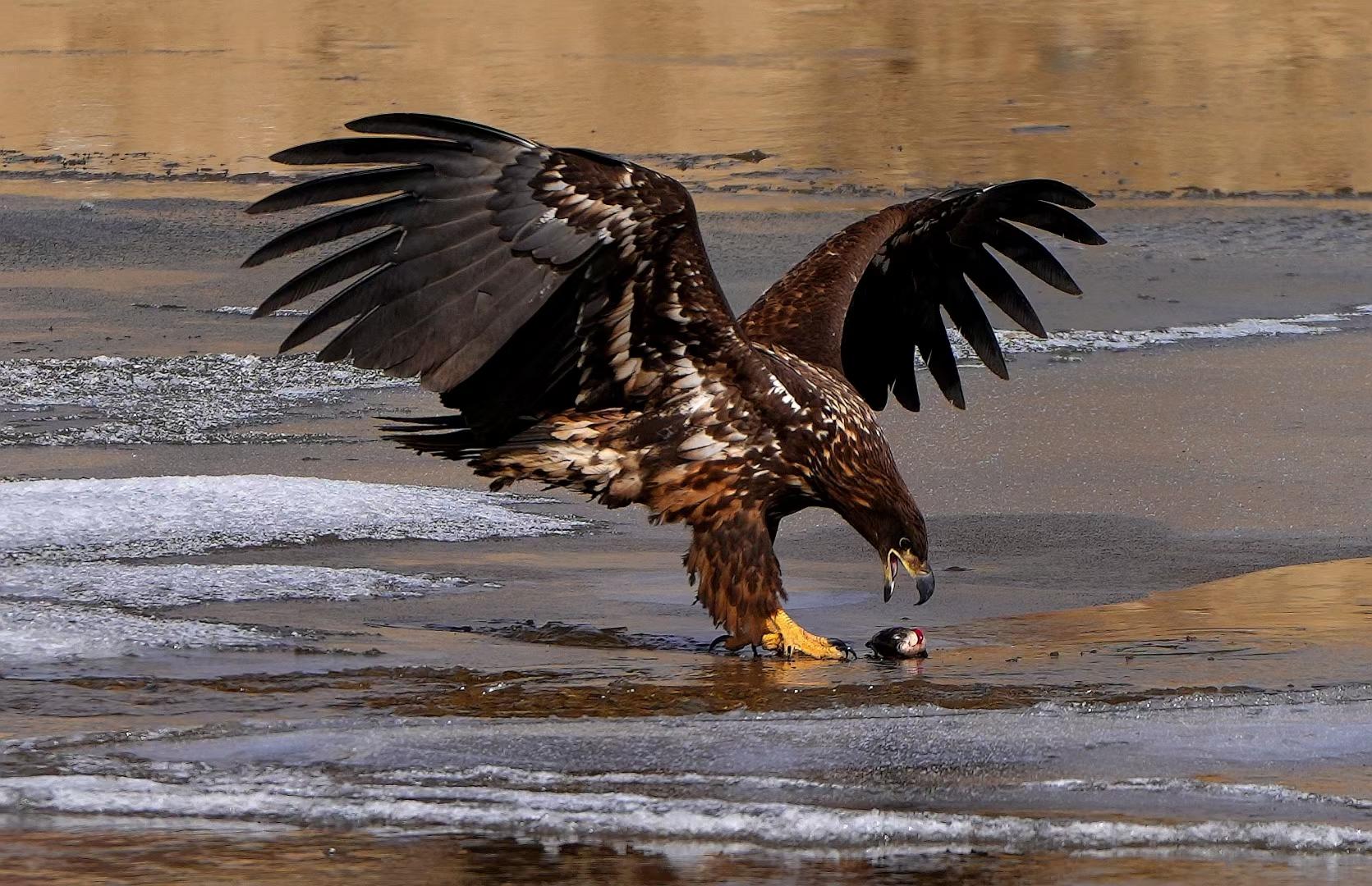鸟中老虎白尾海雕飞抵四川阿坝越冬系国家一级保护动物目击摄影师称共