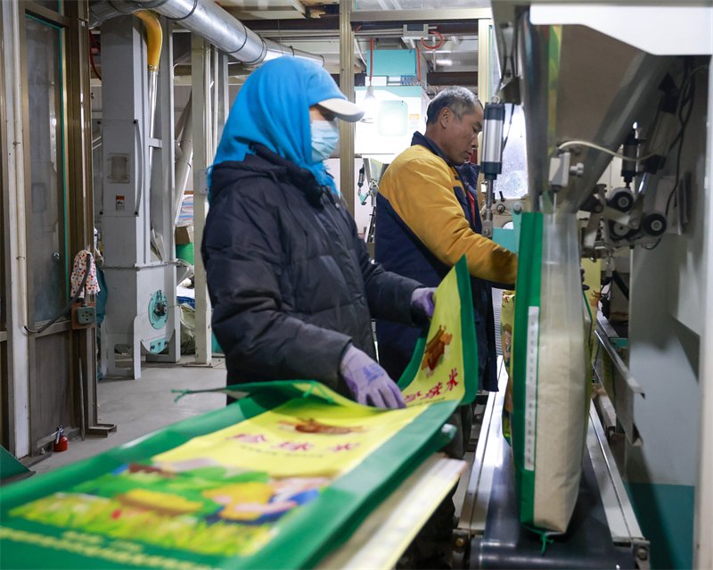 11月30日,唐山市丰南区西葛镇一粮食加工企业的工人在大米生产车间