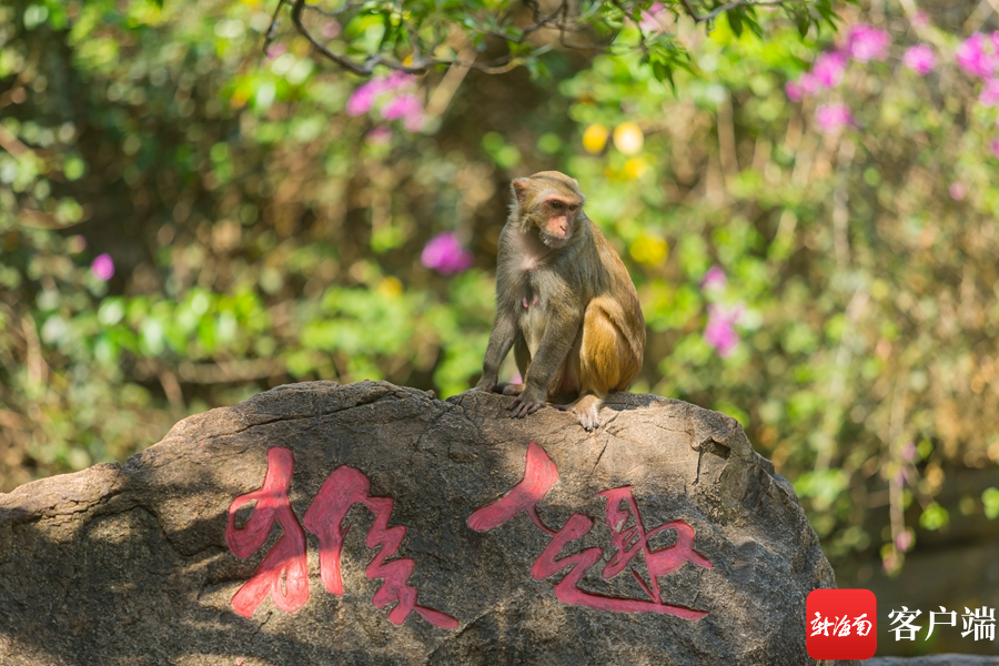 南湾猴岛生态旅游区.南湾猴岛生态旅游区供图