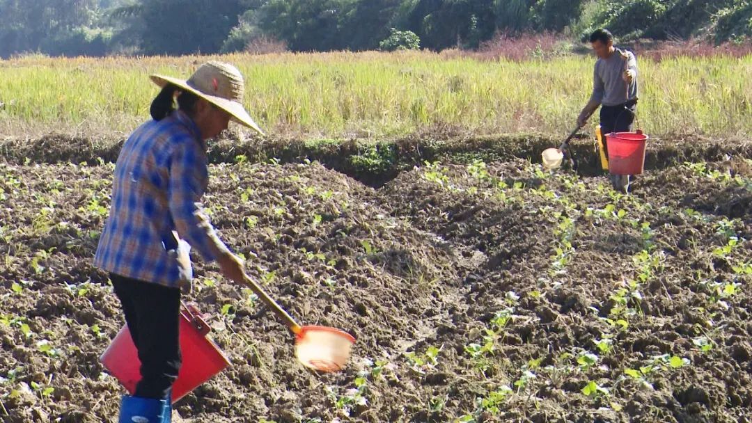 南雄市古市镇柴岭村农户邱燕平在种植油菜.