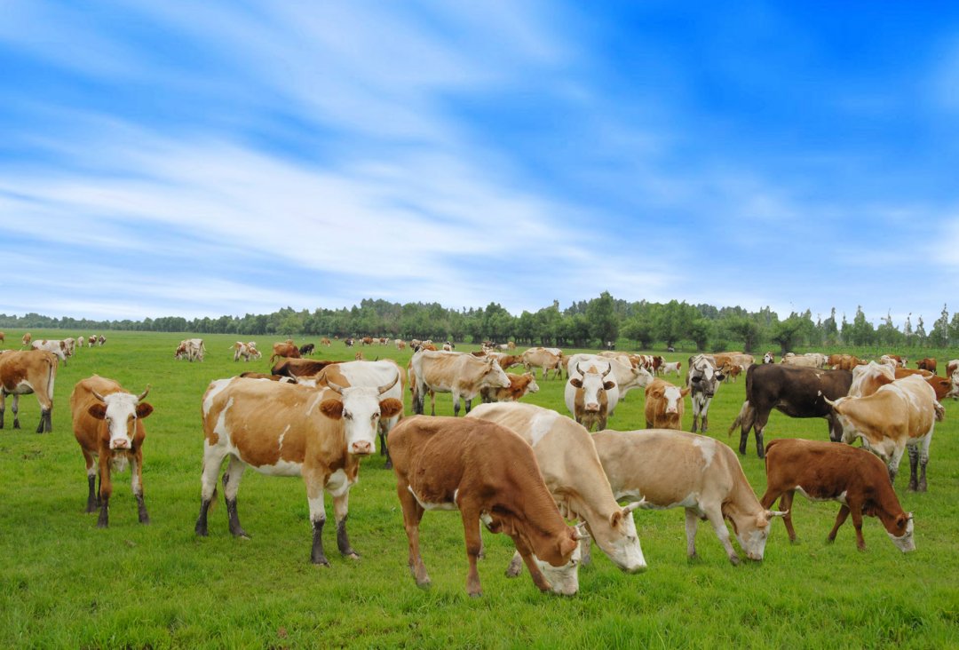 内蒙古通辽市科尔沁左翼后旗草原的黄牛群