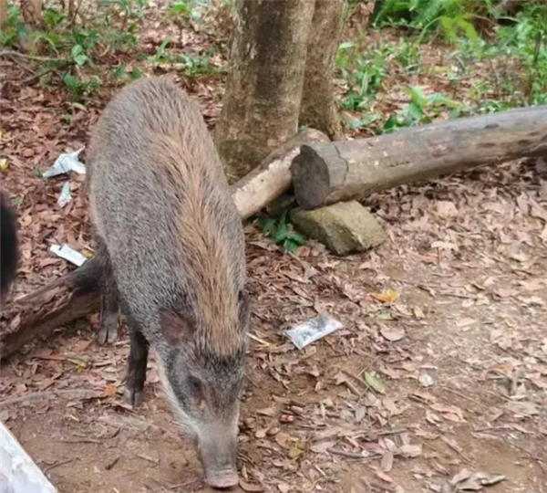 深圳一景区野猪被投喂成网红猪：不凶 还挺可爱