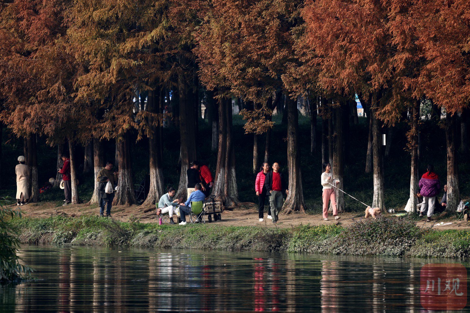11月29日,成都升仙湖畔红红水杉树染成一幅幅油画,成了一道靓丽的冬日
