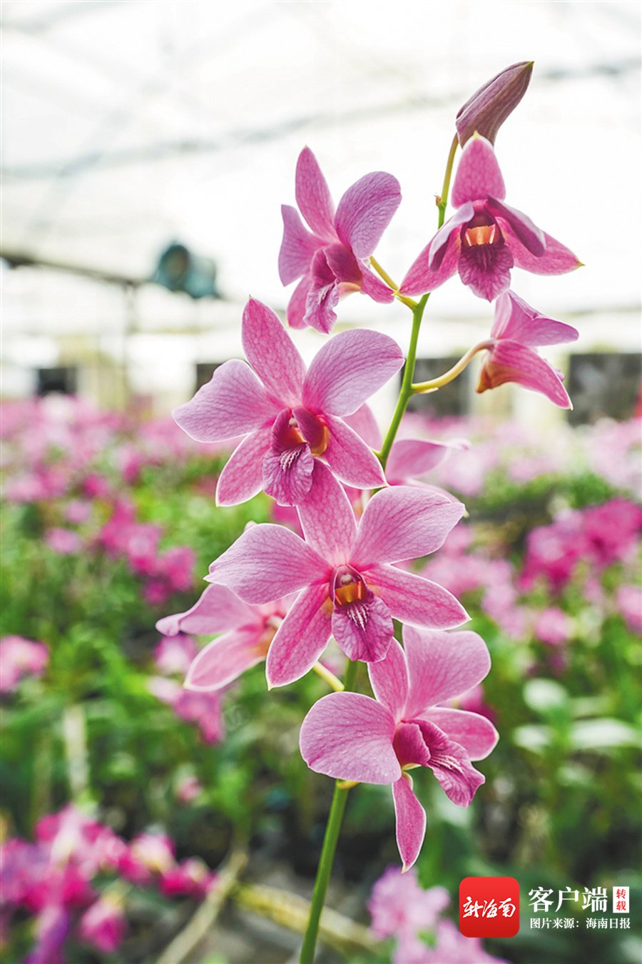 中国热科院热带花卉研究团队:天涯绽放 中国花芯