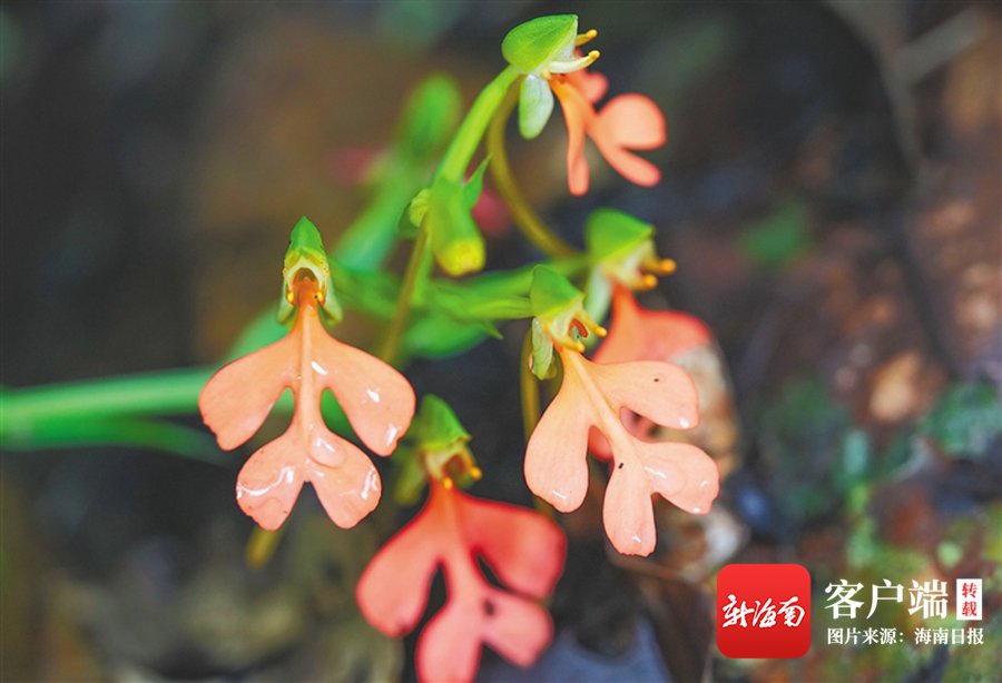 橙黄玉凤花. 海南日报记者 李天平 摄
