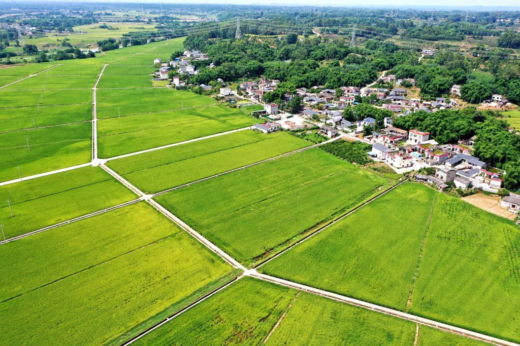 眉山市青神县西龙镇光辉村高标准农田.姚永亮/摄