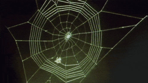 图5 结圆网的蜘蛛(图片来自网络)