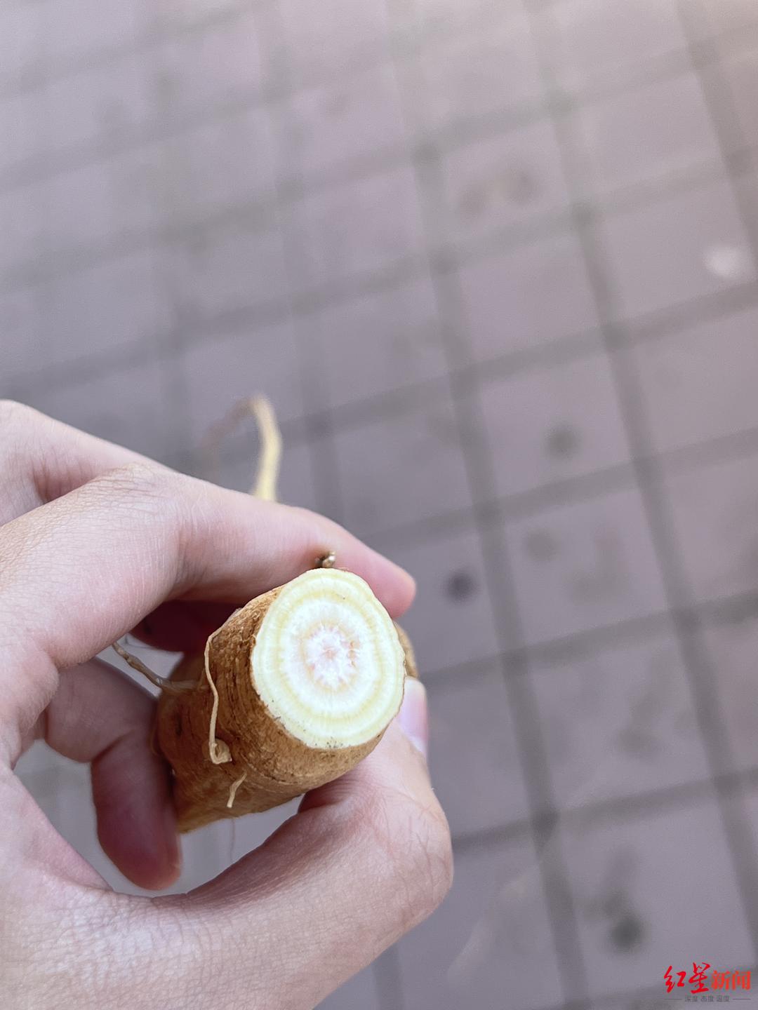 小艺所食商陆切面 受访者供图