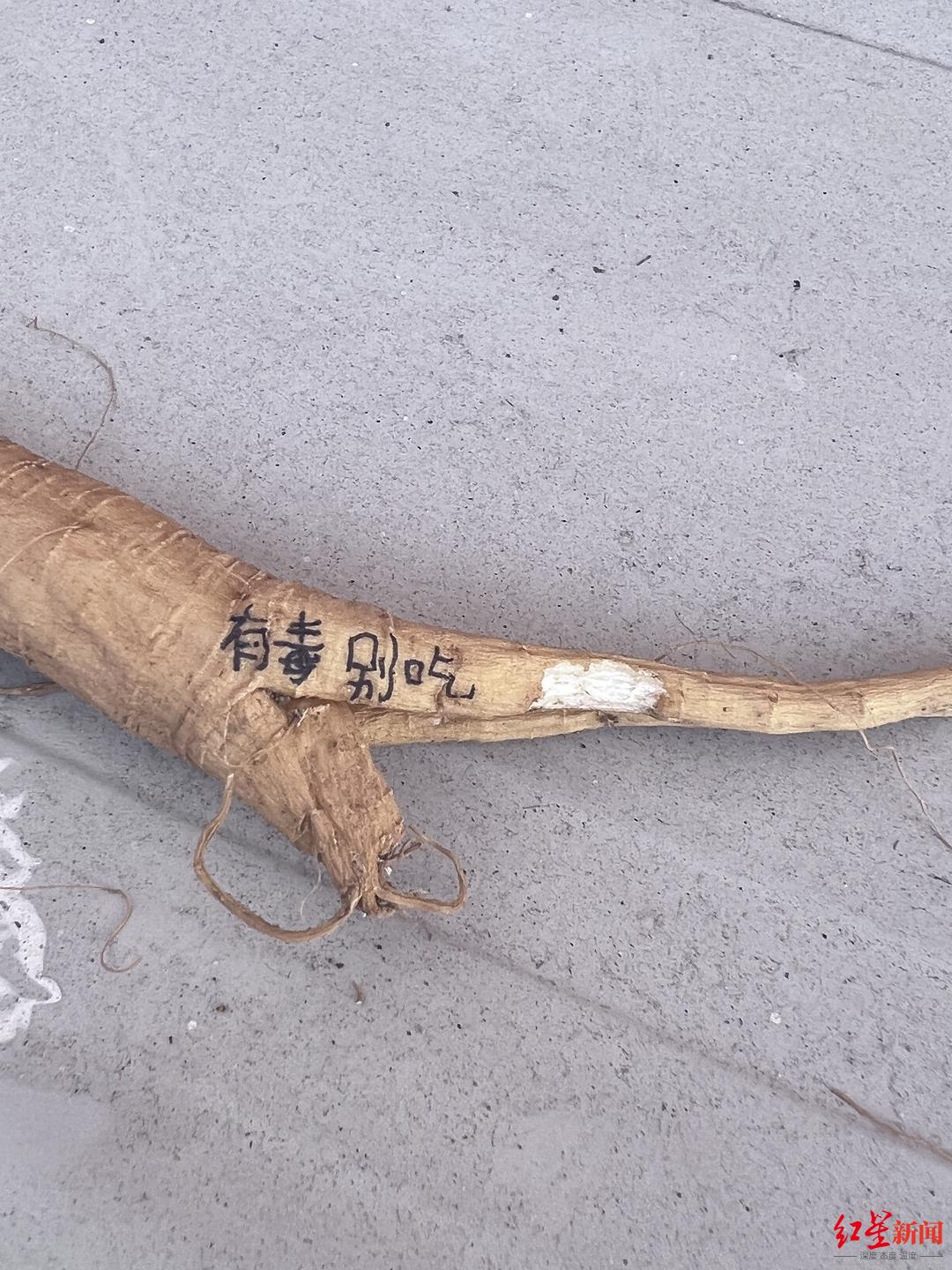 大学生把商陆当人参误食后睡17个小时引热议当事人称在韩留学中药师