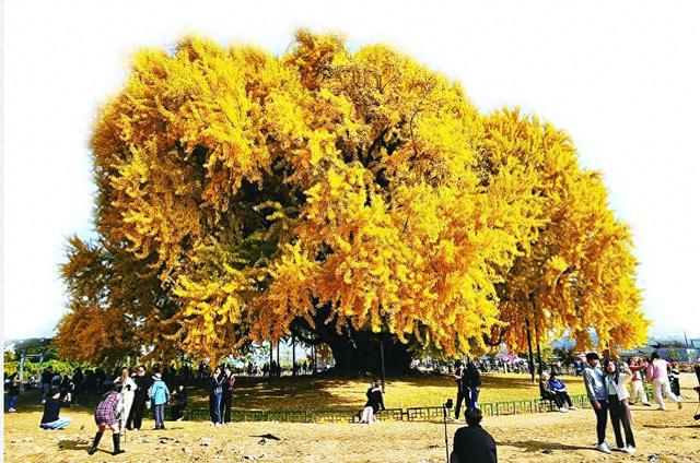 银杏树在韩国的地位为何"根深蒂固"?