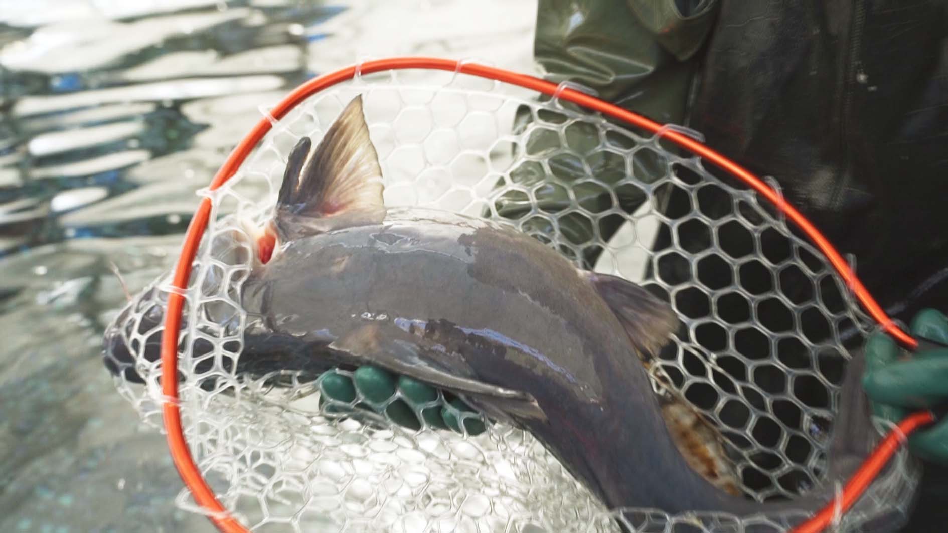 赵磊 摄通讯员 陈建林 马乐春 记者 赵磊"这个池里有鲟鱼,鸭嘴鱼,长吻