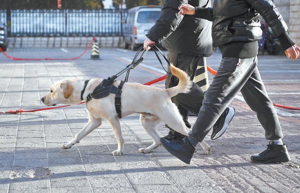 本市首家导盲犬培训基地开训|训练_新浪财经_新浪网