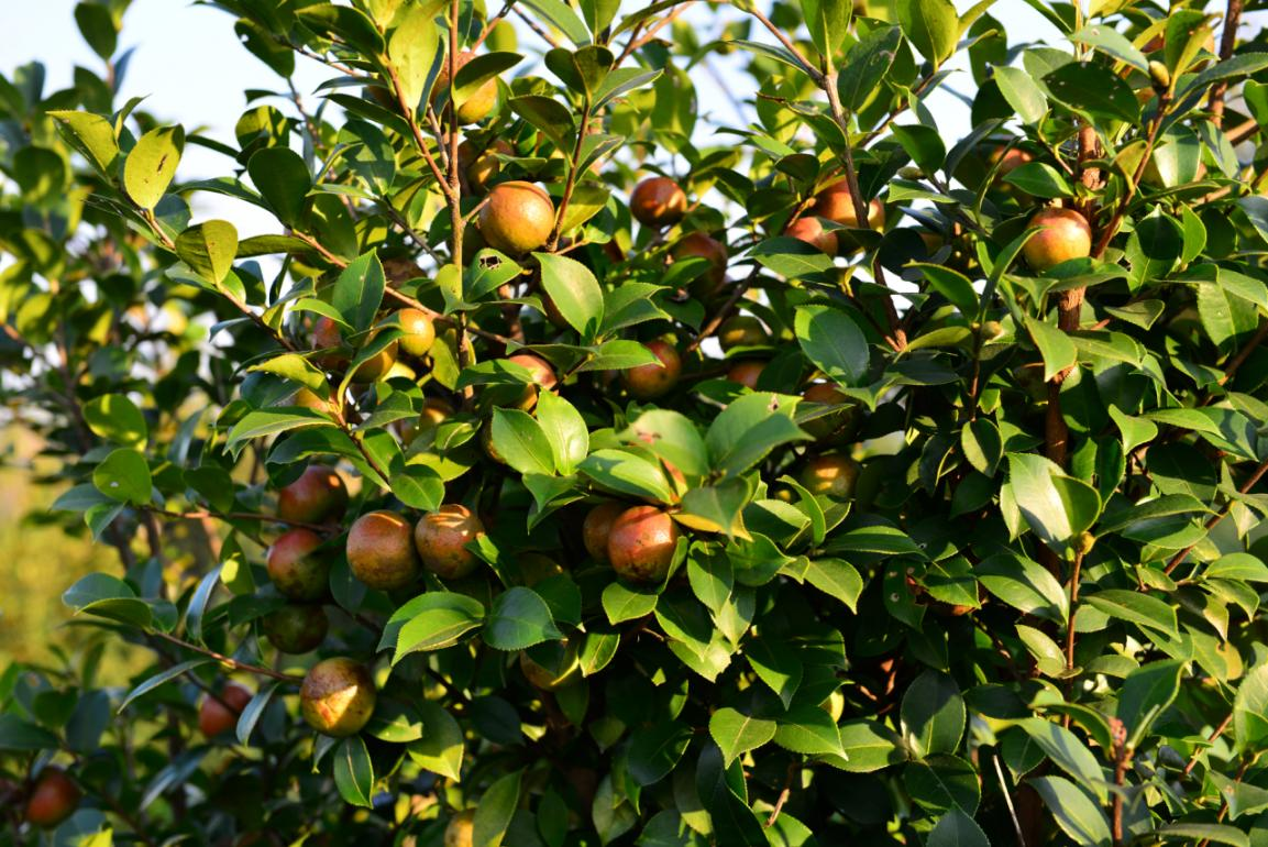 国家开发银行广西分行:执开发性金融画笔描绘油茶产业画卷_新浪财经