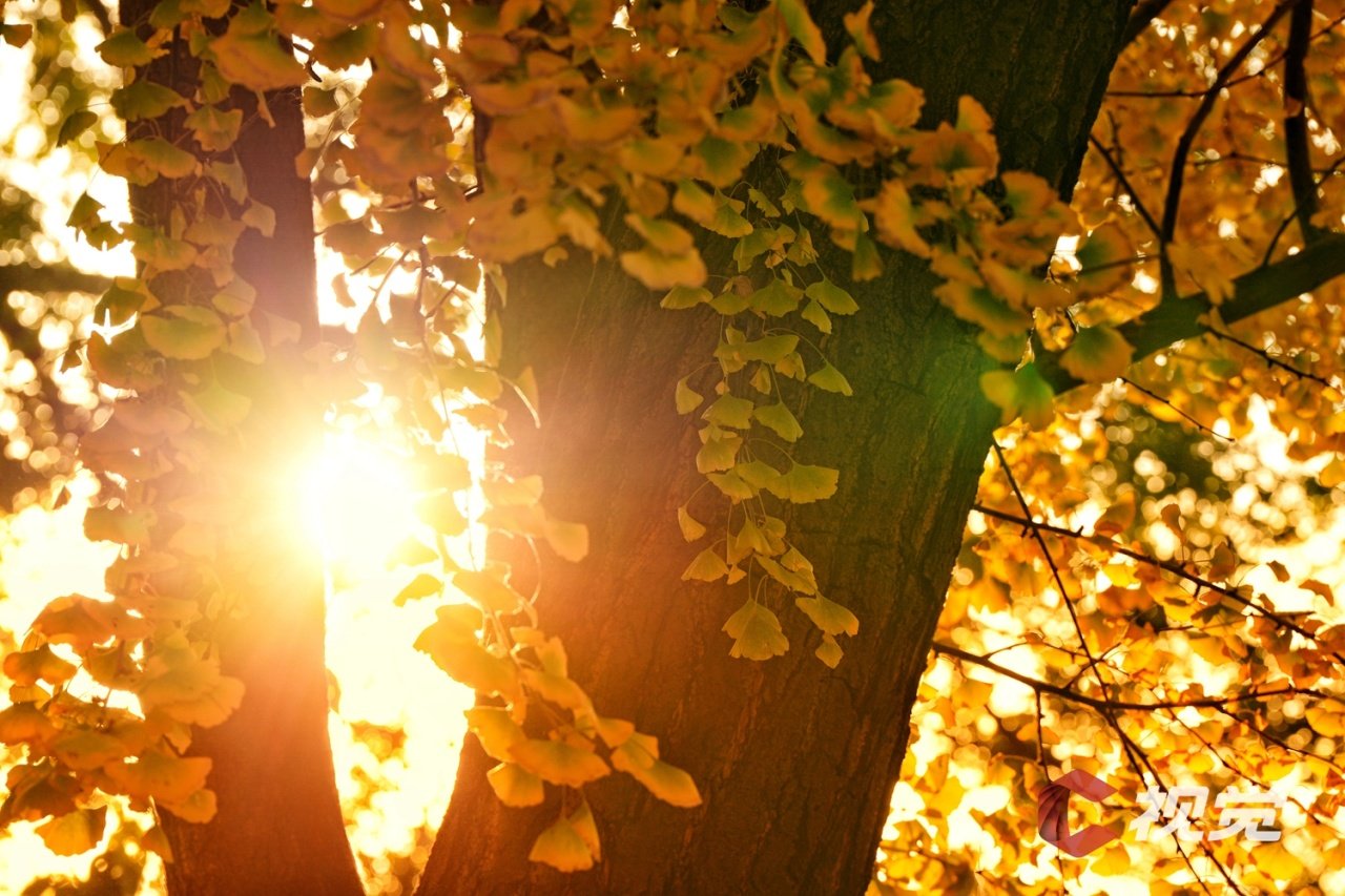 来到人民公园锻炼,遛鸟,晒太阳,欣赏冬日里金黄的银杏树,享受美好生活