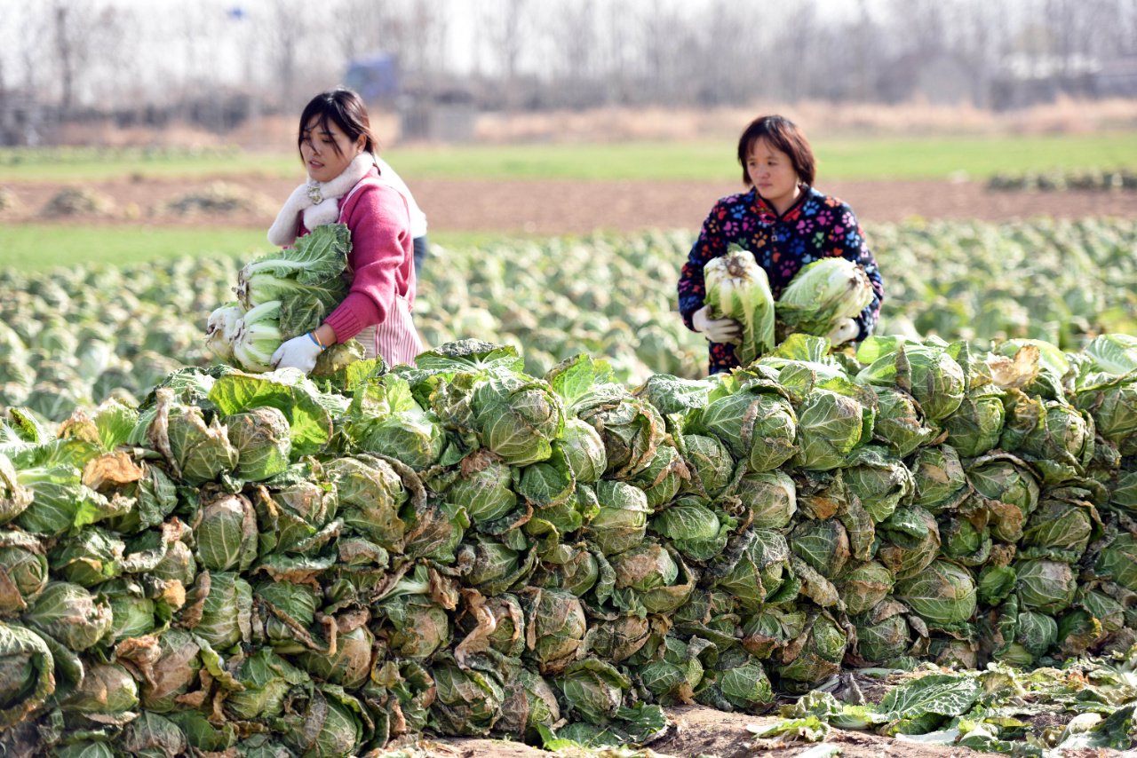 10万亩白菜喜获丰收|大白菜_新浪财经_新浪网