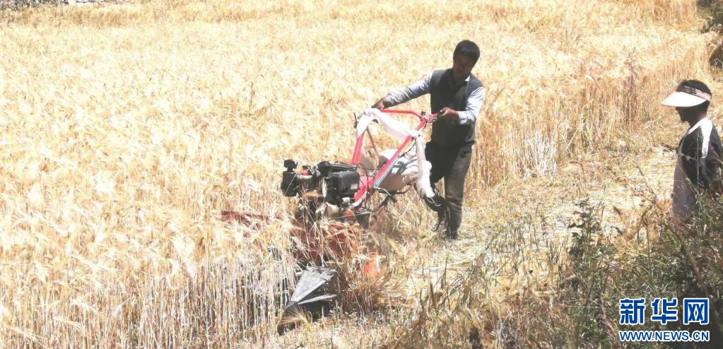 图为西藏谢通门县达那普乡拉嘎村村民正在操作收割机.