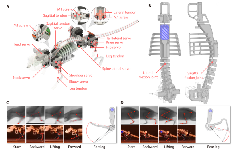 图 2 老鼠机器人的机构设计示意图。现担任IEEE Transactions on Neural Networks and Learning Systems , Frontiers in Neurorobotics, Cyborg and Bionic Systems等多个SCI期刊副编委等职务。</p><p cms-style=