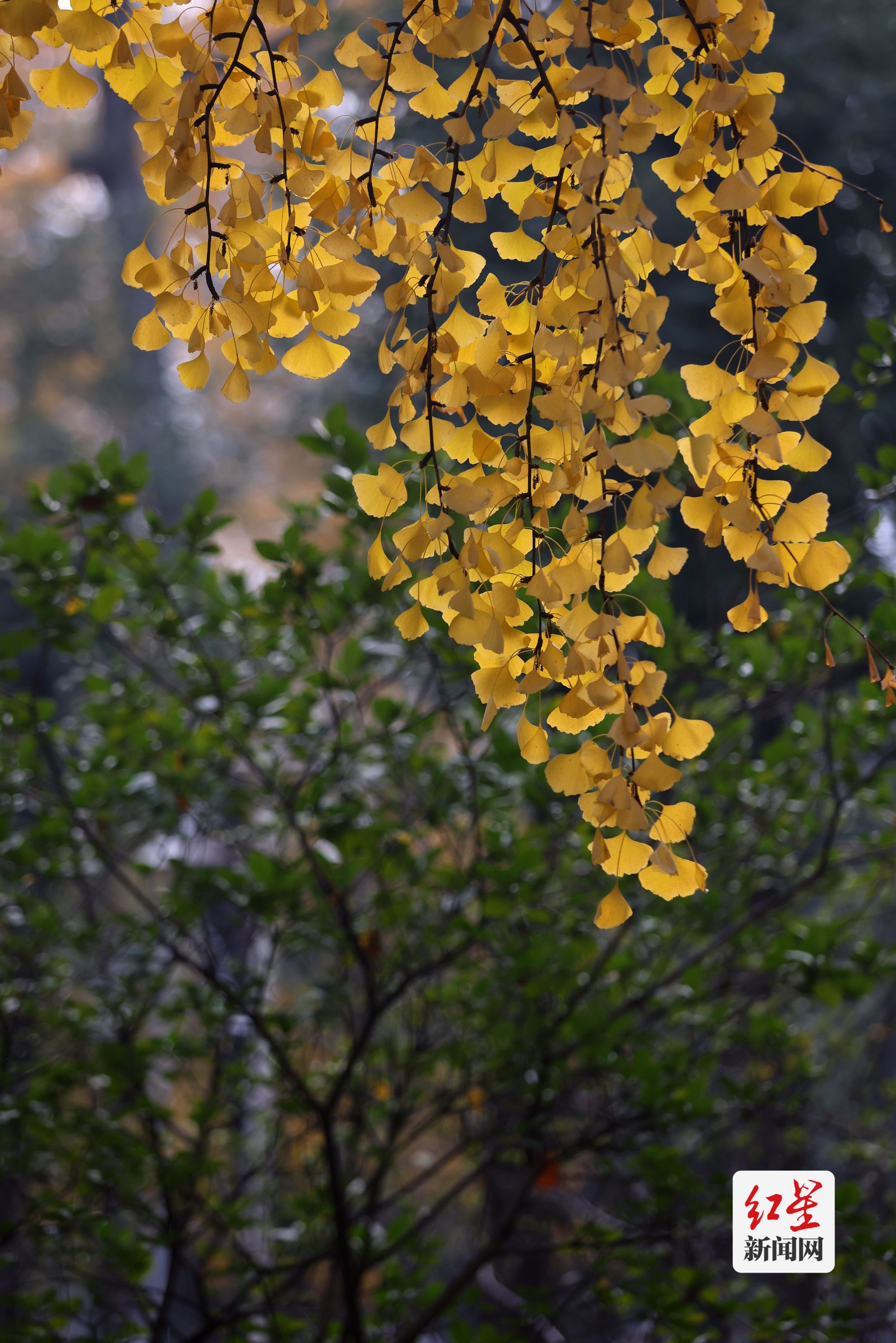 去电子科大感受银杏之美|摄影_新浪财经_新浪网