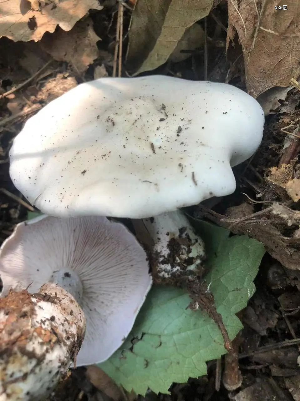 粉紫香蘑(2022年9月,北京密云),摄影/柳开林拾