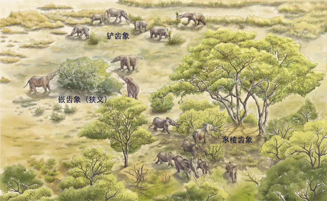 晚中新世开始时,发生了托尔托纳极热事件,灭绝了中国北方包括铲齿象在