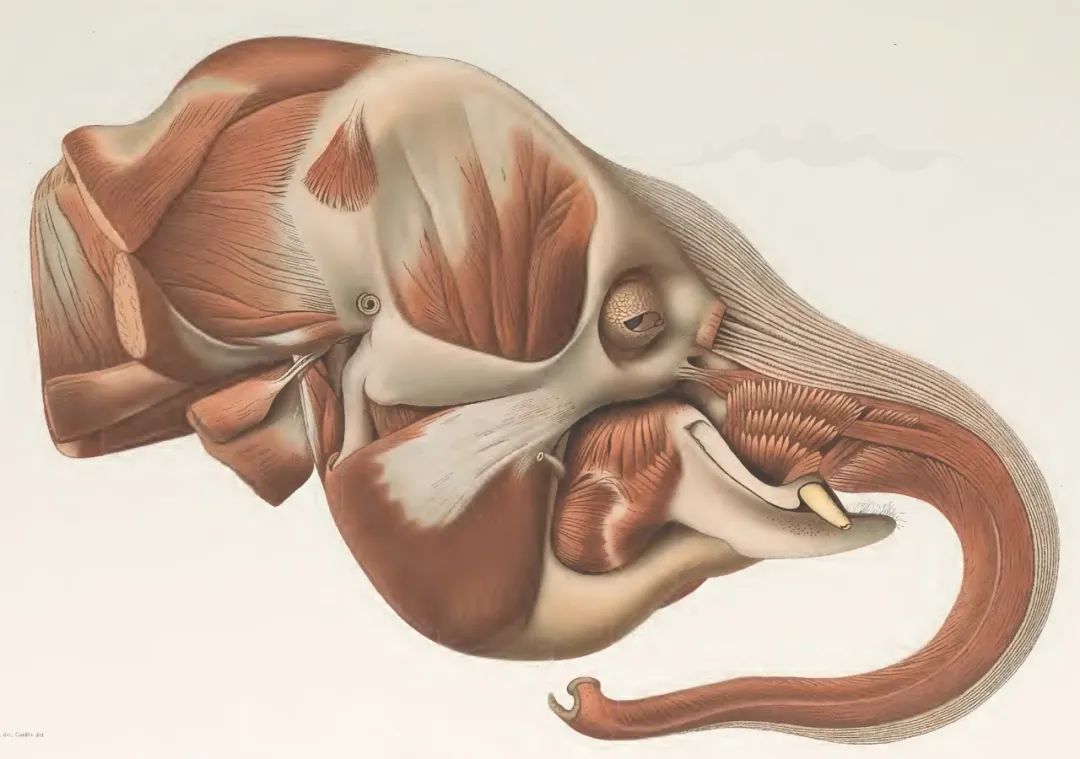 大象的头部和鼻部肌肉