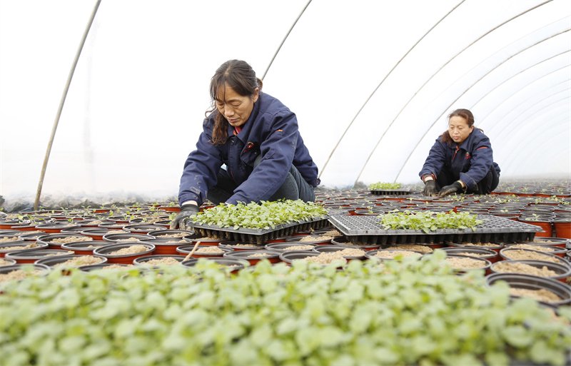 12月9日,花农在邢台市南和区和阳镇鲜花种植基地定植花苗.