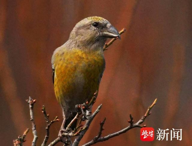 紫牛新闻记者了解到,交嘴雀是一种小型的燕雀,为雀科交嘴雀属的鸟类
