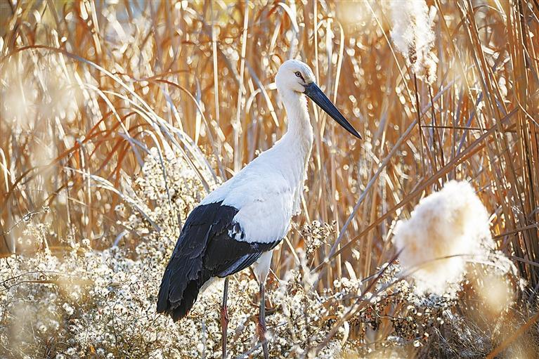 中国甘肃网12月11日讯据兰州晨报报道(奔流新闻·兰州晨报记者张鹏翔)