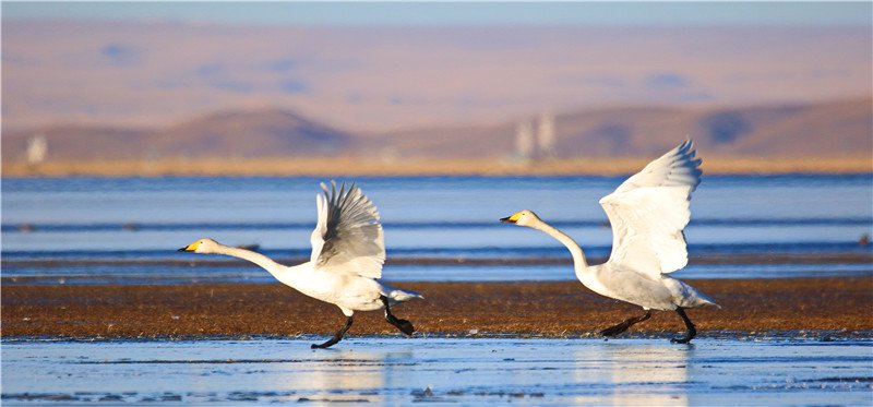 赴一场冬日青海湖之约