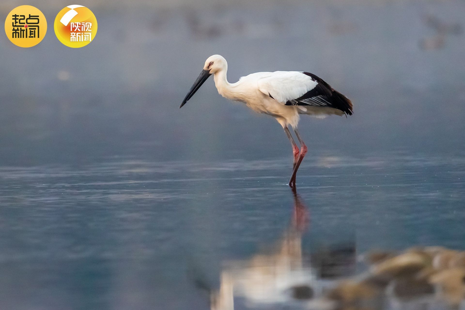 "鸟界国宝"——东方白鹳现身陕西安康|安康市_新浪财经_新浪网