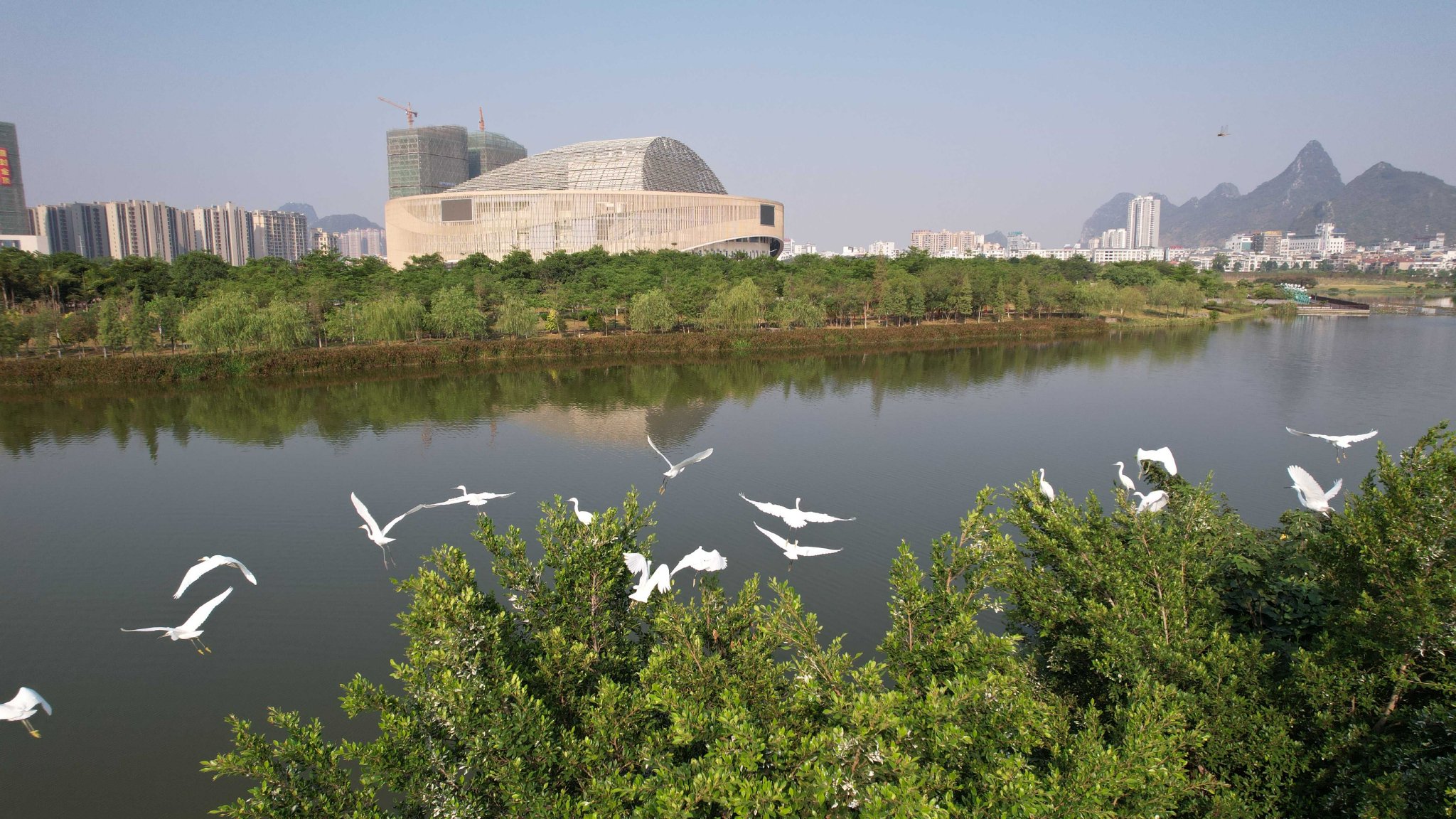 贺州市爱莲湖公园候鸟