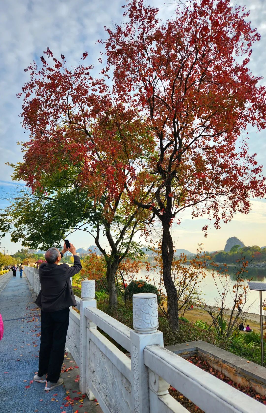 漓江沿岸种植的乌桕引来市民拍照留影。记者 唐霁云 摄